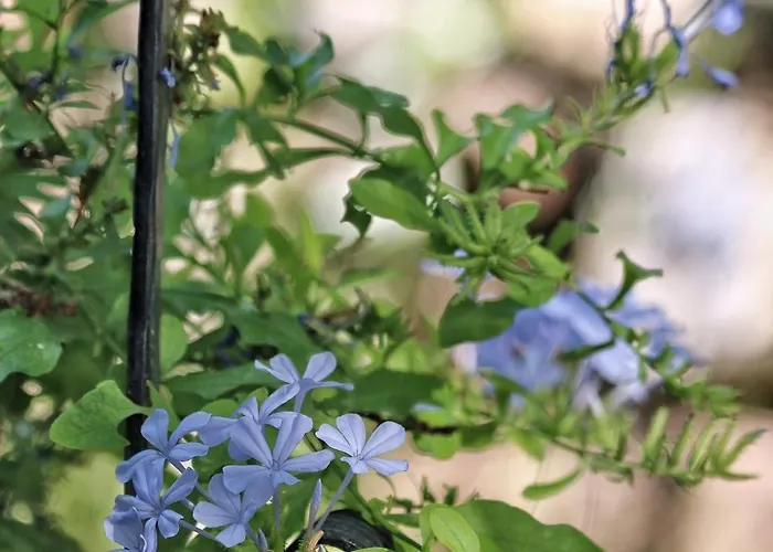 Voda Tatil Evi Bergama